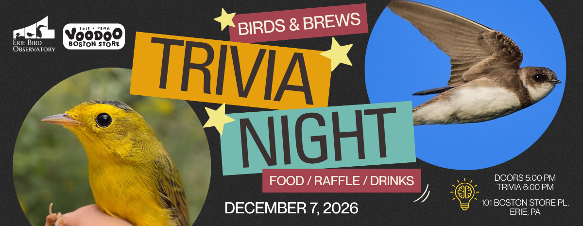 Birds & Brews Trivia Night